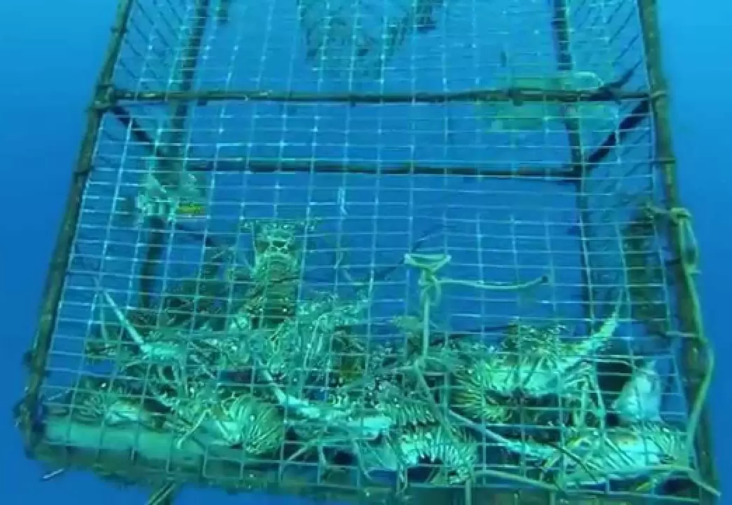 شبكات تربية الأحياء المائية في أعماق البحار